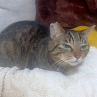 布団の上で鳴いている猫