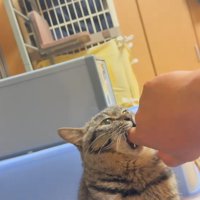 噛む猫