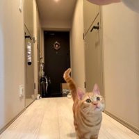 飼い主の手に近づく猫