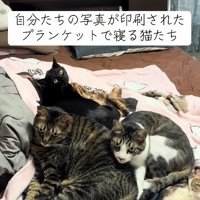 3匹で固まっている猫たち