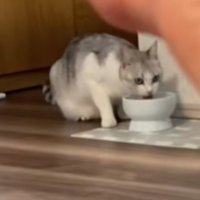 水を飲む猫