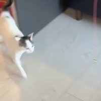 走る猫