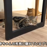 机の下にいる二匹の猫