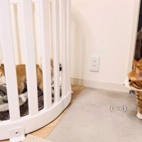 ケージの中のチワワを見る茶トラ白猫