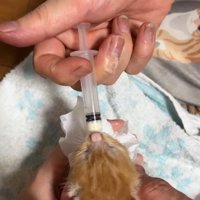 ミルクを飲む子猫