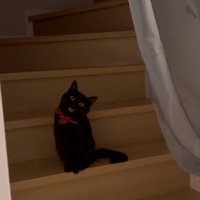 扉のむこうの猫さん