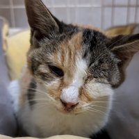 猫風邪で目が塞がっている子猫