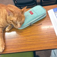 筆箱を枕にする猫