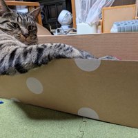 段ボール箱の中でドヤ顔して座る猫（下から）