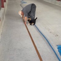 足元をうろつく子猫