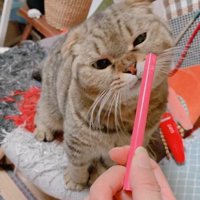 壊れたおもちゃと猫さん