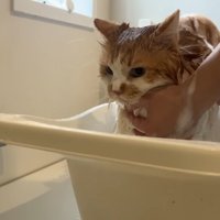 洗われるぽてちくん