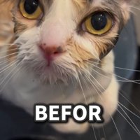 水を浴びて毛がしぼんだ猫