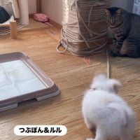 子犬を見る猫