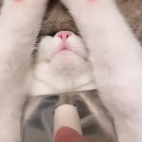 バンザイする子猫のアップ2