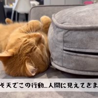 テロップ「へそ天でこの行動…～」