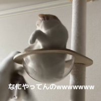 キャットタワーから落ちる猫と驚く猫
