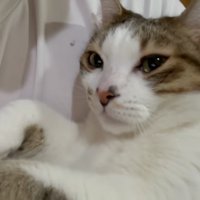 お目々がうるうるのコトくん