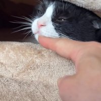 飼い主にアゴを撫でられて目を細める猫