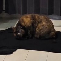 黒いTシャツの上で丸くなるうにちゃん