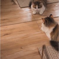 鏡の前に座っている子猫