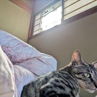 朝日が入る障子の穴と布団のそばにいる猫
