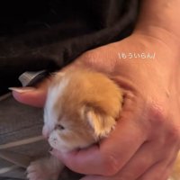 ミルクを飲み終わったあとの子猫
