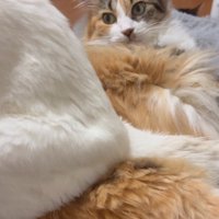 驚く猫