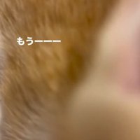 飼い主に顔を近づける子猫