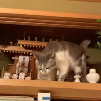 神棚の水を飲む猫