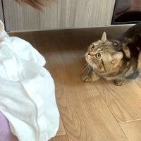 赤ちゃんを見て後ずさりするキジトラマンチカン