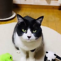 猫とぬいぐるみ