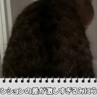 ベッドにいる猫