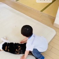 保護猫を助けようとする男の子