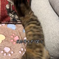 動き出す猫