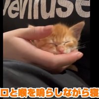 手の中で寝る子猫