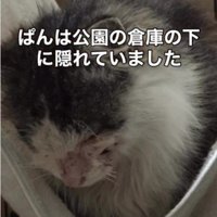 座っている猫