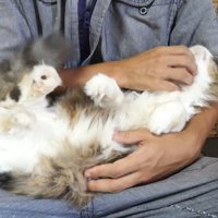 膝の上で抱っこされてあごをなでてもらっている猫