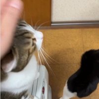 ストーブの上に座っている猫
