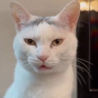 真顔の猫の顔（アップ）