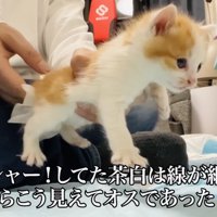 白茶子猫の排泄を促す父ちゃん