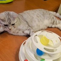 おもちゃで遊ぶ猫