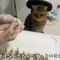椅子に座っている猫