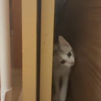 ドアの隙間の猫