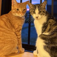 振り向く2匹の猫