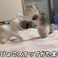 立ち上がる猫