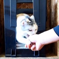タッチしながら噛みつこうとする姿