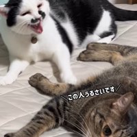 カメラの方を見るキジトラ猫