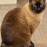 おすわりするこげ茶色の猫