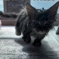 濡れている子猫